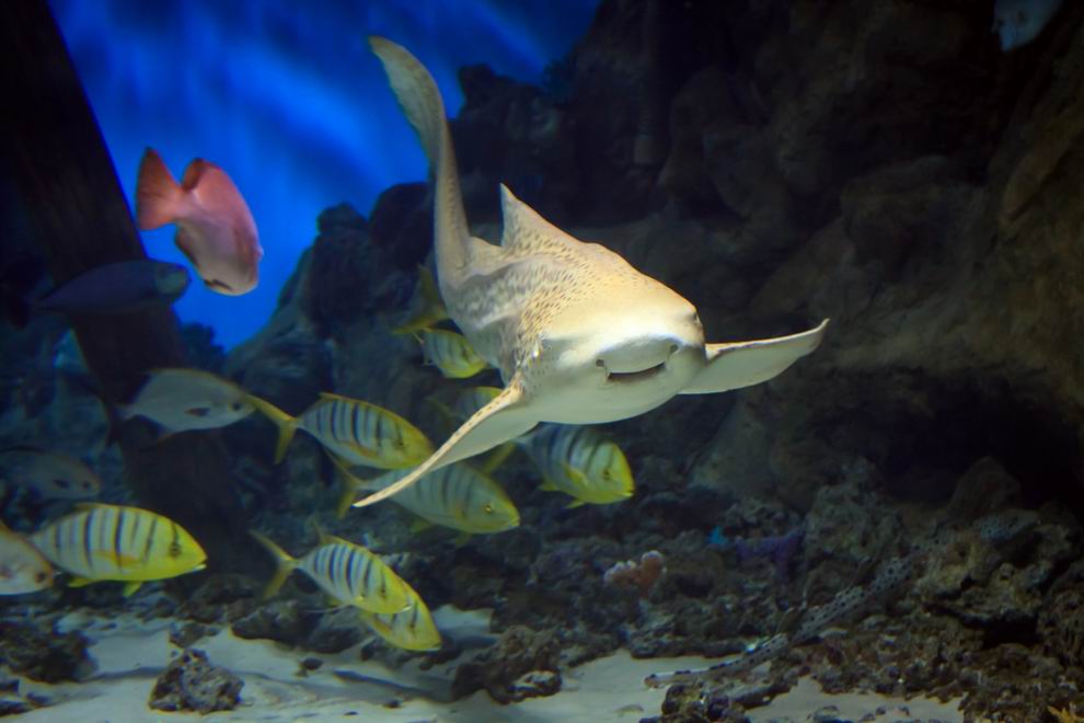 CRETAquarium