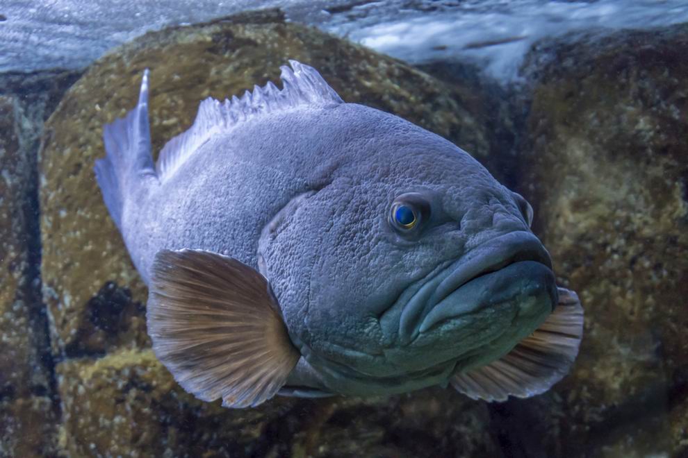 CRETAquarium