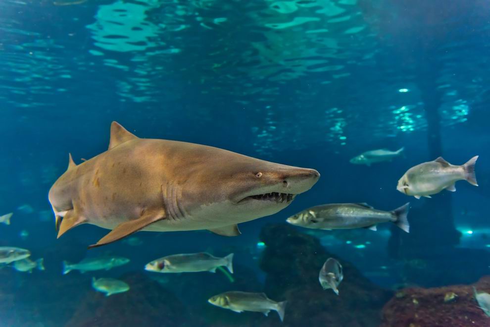 CRETAquarium Kréta Heraklion