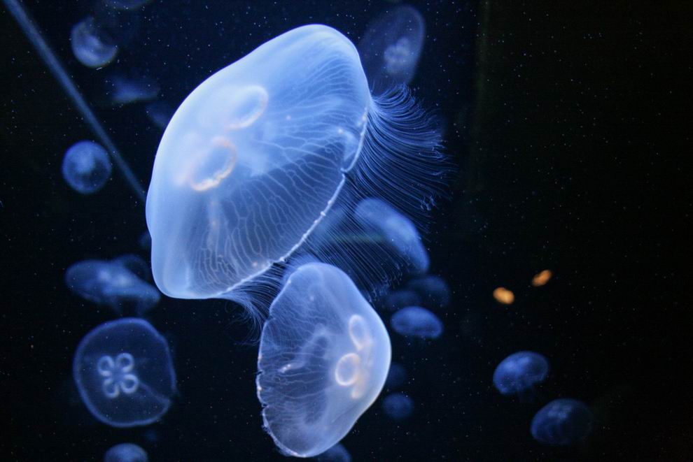 CRETAquarium Heraklion Kréta